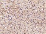 FAM213B Polyclonal Antibody