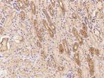 LMBRD2 Antibody in Immunohistochemistry (Paraffin) (IHC (P))