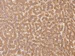 LMBRD2 Antibody in Immunohistochemistry (Paraffin) (IHC (P))