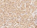 CF136 Polyclonal Antibody