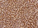 CF136 Antibody in Immunohistochemistry (Paraffin) (IHC (P))