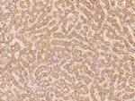 CLRN2 Antibody in Immunohistochemistry (Paraffin) (IHC (P))