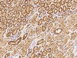 MFSD11 Antibody in Immunohistochemistry (Paraffin) (IHC (P))