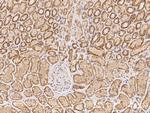 Protogenin Antibody in Immunohistochemistry (Paraffin) (IHC (P))