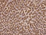 Protogenin Antibody in Immunohistochemistry (Paraffin) (IHC (P))