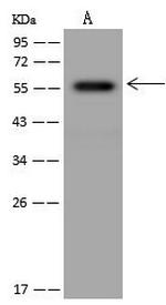 FAM126A Antibody in Western Blot (WB)