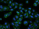 FAM198A Polyclonal Antibody