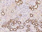 LOC388813 Polyclonal Antibody