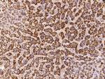 LOC388813 Antibody in Immunohistochemistry (Paraffin) (IHC (P))