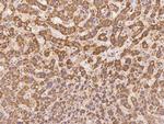 ZNF354C Antibody in Immunohistochemistry (Paraffin) (IHC (P))
