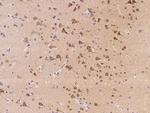 RNF180 Antibody in Immunohistochemistry (Paraffin) (IHC (P))
