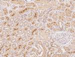 RNF180 Polyclonal Antibody
