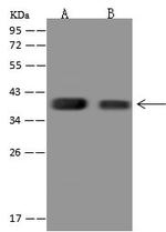 C1orf198 Antibody in Western Blot (WB)