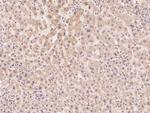 ADPRH Polyclonal Antibody