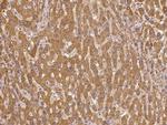 Pou6f2 Polyclonal Antibody