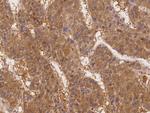 SLC44A1 Antibody in Immunohistochemistry (Paraffin) (IHC (P))