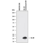 IL-10 Antibody in Western Blot (WB)