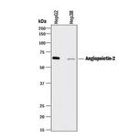 Angiopoietin 2 Polyclonal Antibody