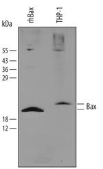 Bax Antibody in Western Blot (WB)