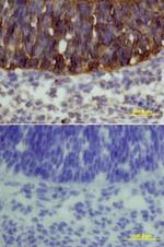 FZD3 Polyclonal Antibody