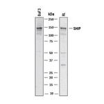 SHIP1 Polyclonal Antibody