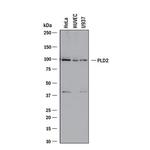 PLD2 Polyclonal Antibody