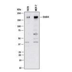 ErbB4 Polyclonal Antibody