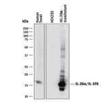 IL1F6 Polyclonal Antibody