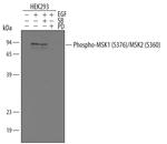 Phospho-MSK1/MSK2 (Ser376/Ser360) Polyclonal Antibody