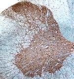 GABBR2 Antibody in Immunohistochemistry (Frozen) (IHC (F))