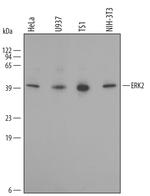 ERK2 Polyclonal Antibody