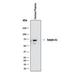 alpha-1 Antitrypsin Antibody in Western Blot (WB)