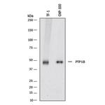 PTP1B Polyclonal Antibody