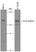 pro-N-cadherin Polyclonal Antibody