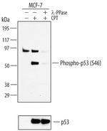 Phospho-p53 (Ser46) Antibody in Western Blot (WB)