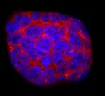 Cripto Antibody in Immunocytochemistry (ICC/IF)