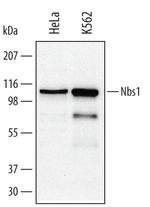 NBS1 Antibody in Western Blot (WB)