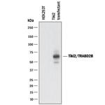 TRABD2B Polyclonal Antibody