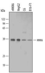 MEK6 Polyclonal Antibody