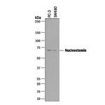 Nucleostemin Polyclonal Antibody