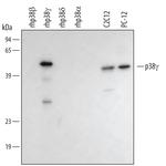 p38 MAPK gamma Polyclonal Antibody