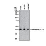 Presenilin 1 Polyclonal Antibody