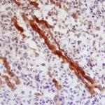 IHH Polyclonal Antibody