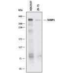 53BP1 Polyclonal Antibody