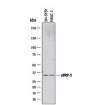 FRZB Polyclonal Antibody