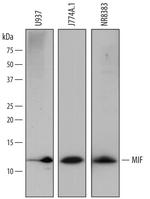 MIF Polyclonal Antibody