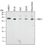 MEK1 Antibody in Western Blot (WB)