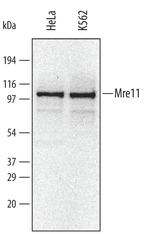 MRE11 Polyclonal Antibody
