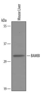 BAMBI Antibody in Western Blot (WB)