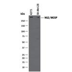 NG2 Polyclonal Antibody